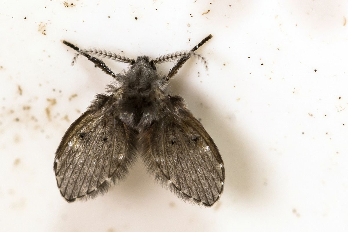 Drain fly